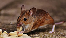 Find Exterminators in Tucker County